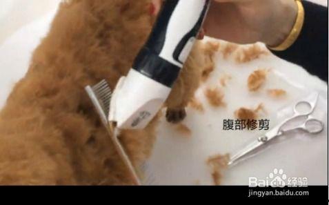 泰迪推子推毛视频,轻松打造完美造型